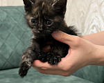 Кошки в Ростове-на-Дону: Котята Девочка, Бесплатно - фото 2