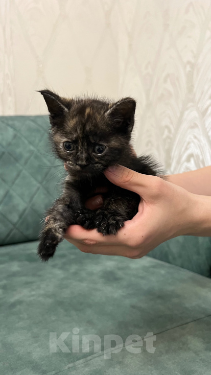Кошки в Ростове-на-Дону: Котята Девочка, Бесплатно - фото 2