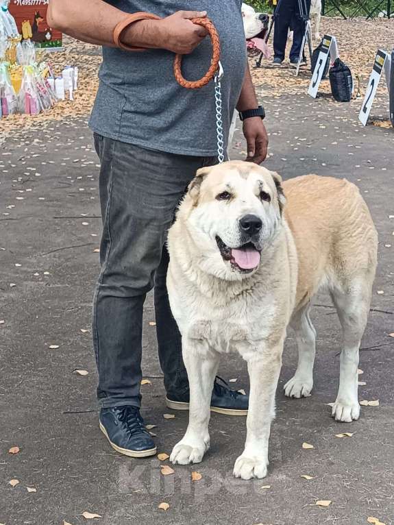 Собаки в Ногинске: Предлагаются к продаже щенки среднеазиатсой овчаркаи (алабай)я Разнополые, 50 000 руб. - фото 1