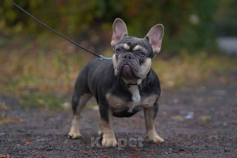 Собаки в Москве: Французские бульдоги кобели и суки Мальчик, Бесплатно - фото 5