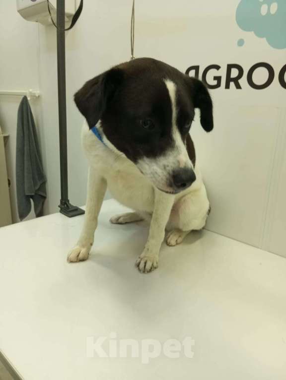 Собаки в Санкт-Петербурге: Отдам собаку бесплатно Девочка, Бесплатно - фото 8