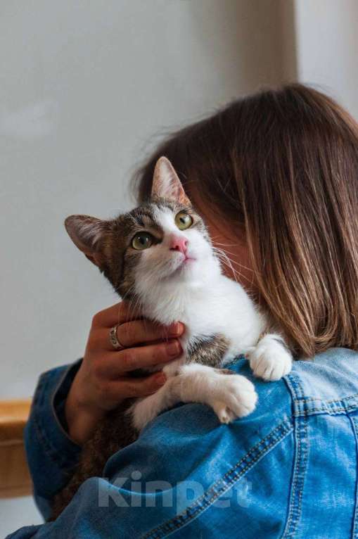 Кошки в Балашихе: Морошка Девочка, Бесплатно - фото 6