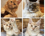 Кошки в Москве: Мейн-кун котенок красный дым Мальчик, Бесплатно - фото 8