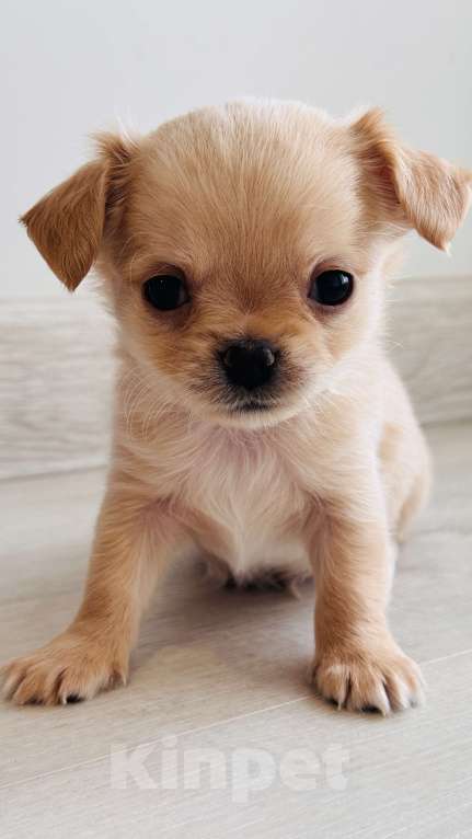 Собаки в Уфе: Очаровательные щенки длинношерстного чихуахуа — мальчики с документами Мальчик, 45 000 руб. - фото 5