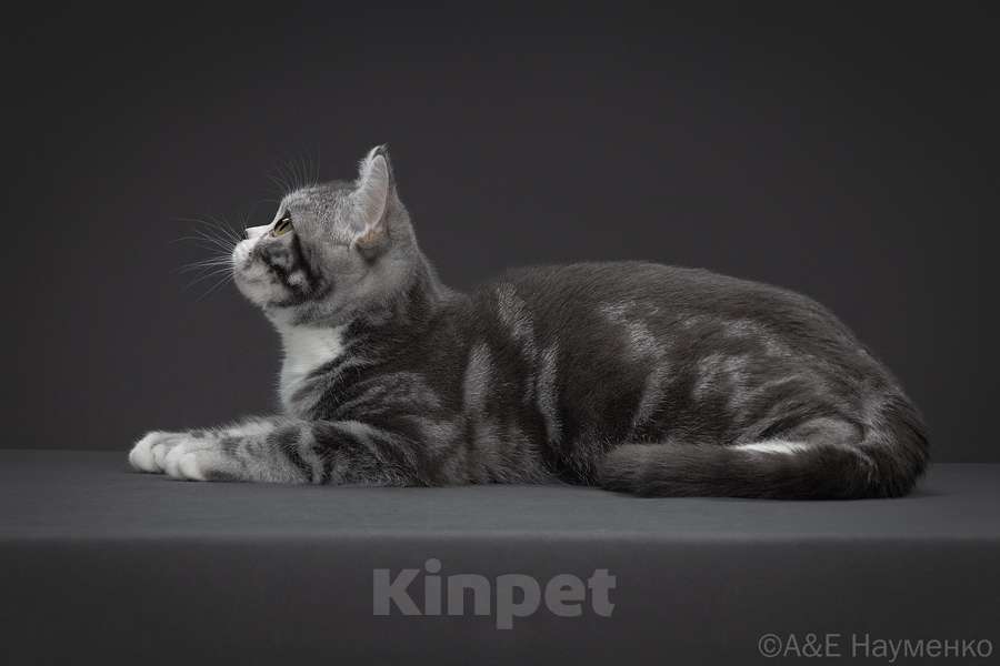 Кошки в Москве: Американская короткошерстная кошка Девочка, 70 000 руб. - фото 4