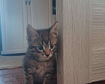 Кошки в Барнауле: Котята в добрые руки Девочка, Бесплатно - фото 1