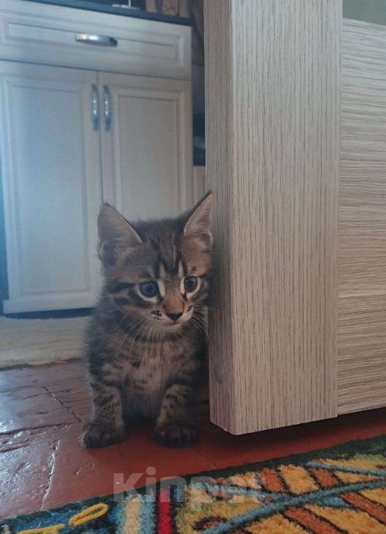 Кошки в Барнауле: Котята в добрые руки Девочка, Бесплатно - фото 1