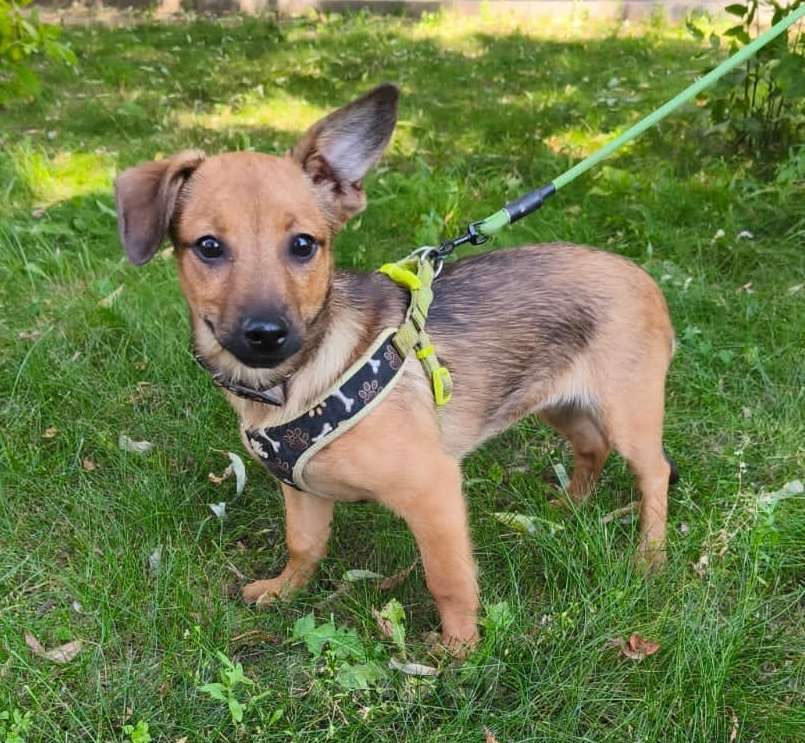 Собаки в Москве: Маленькая собачка в дар Девочка, Бесплатно - фото 4