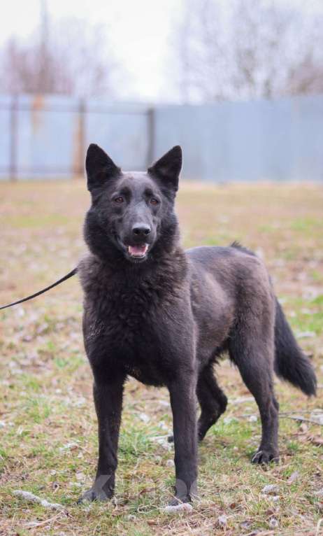 Собаки в Подольске: Нигон, кобель 4х лет в добрые руки  Мальчик, Бесплатно - фото 3
