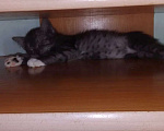 Кошки в Красноярске: Котёнок ищет свой дом! Мальчик, Бесплатно - фото 3