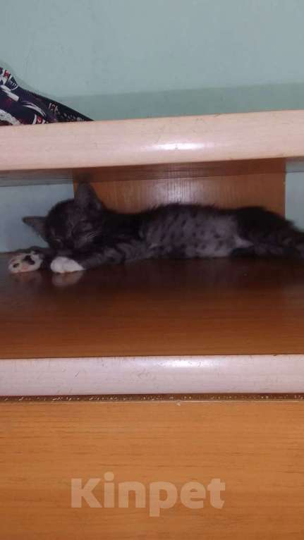 Кошки в Красноярске: Котёнок ищет свой дом! Мальчик, Бесплатно - фото 3