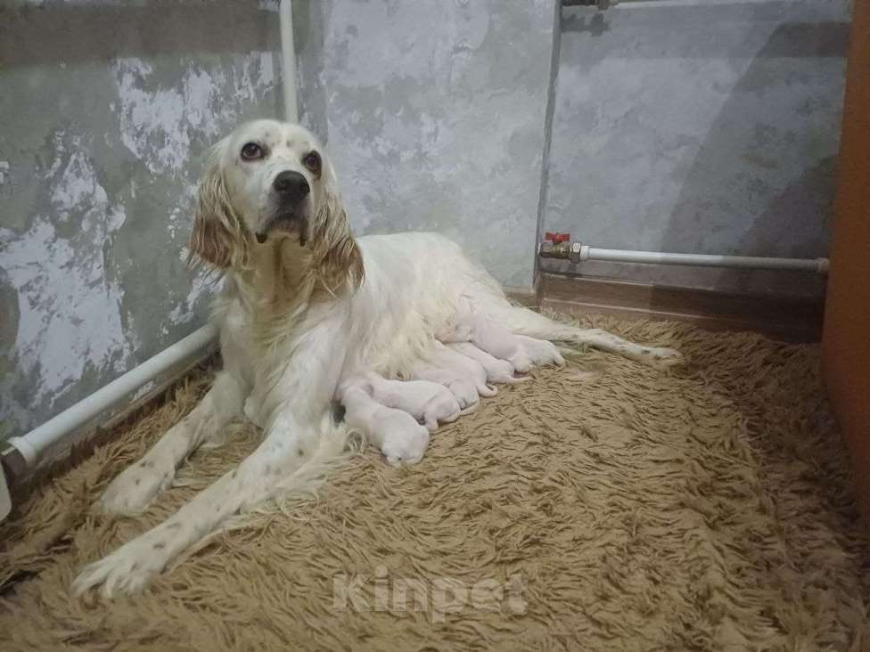 Собаки в Лакинске: Продам щенков английского сеттера.  Девочка, 60 000 руб. - фото 2