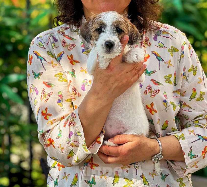 Собаки в Красноярске: Щенок Джек Рассел Терьер от Чемпионов c родословной Девочка, 30 000 руб. - фото 4