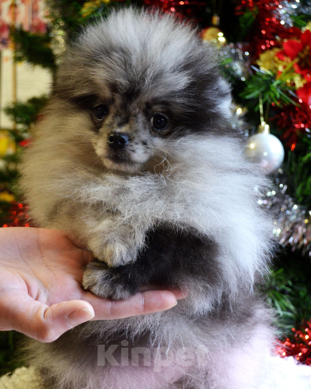 Собаки в Бийске: Щенки померанского щенка Девочка, 50 000 руб. - фото 1