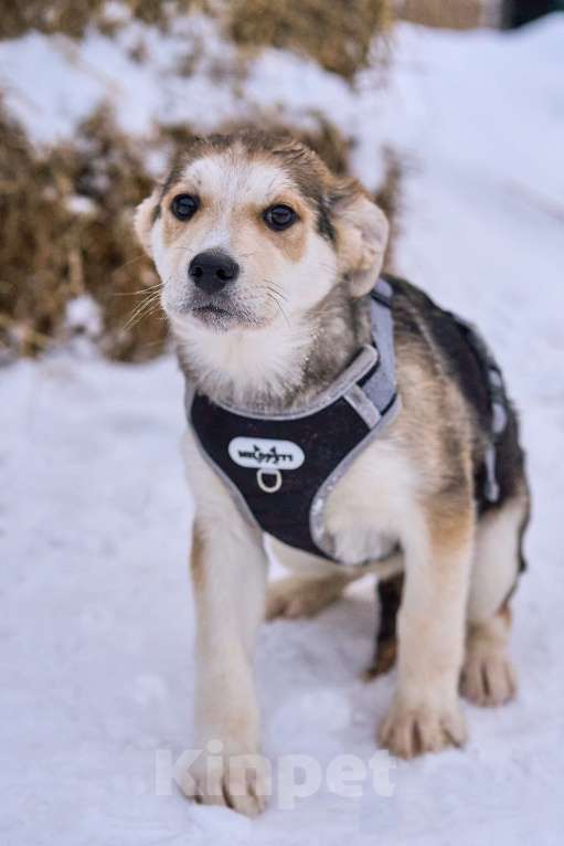 Собаки в Москве: Щенок Ася в добрые руки Девочка, Бесплатно - фото 2