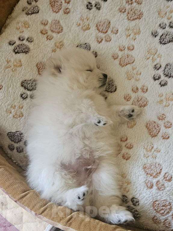 Собаки в Нижнем Новгороде: Бельчик в поисках любящих родителей! Мальчик, 25 000 руб. - фото 5