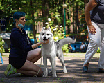 Собаки в Белгороде: Кобель для вязки Мальчик, 3 000 руб. - фото 1