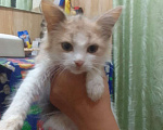 Кошки в Лабинске: Котята в добрые руки Мальчик, Бесплатно - фото 10