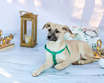 Собаки в Москве: Альбион. Настоящий аристократ ищет дом Мальчик, Бесплатно - фото 7