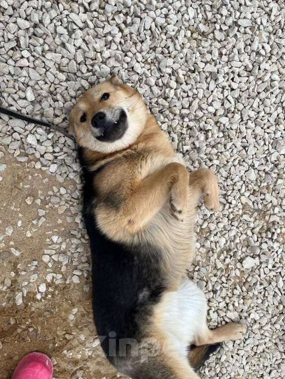 Собаки в Москве: Вики, собака-улыбака Девочка, Бесплатно - фото 3