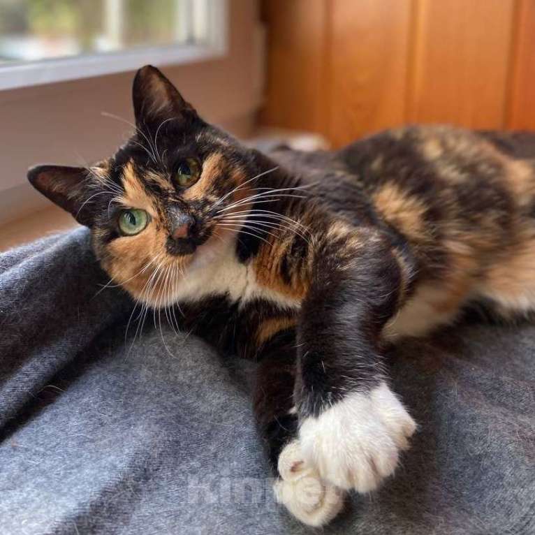 Кошки в Москве: Черепашка ищет дом Девочка, Бесплатно - фото 2