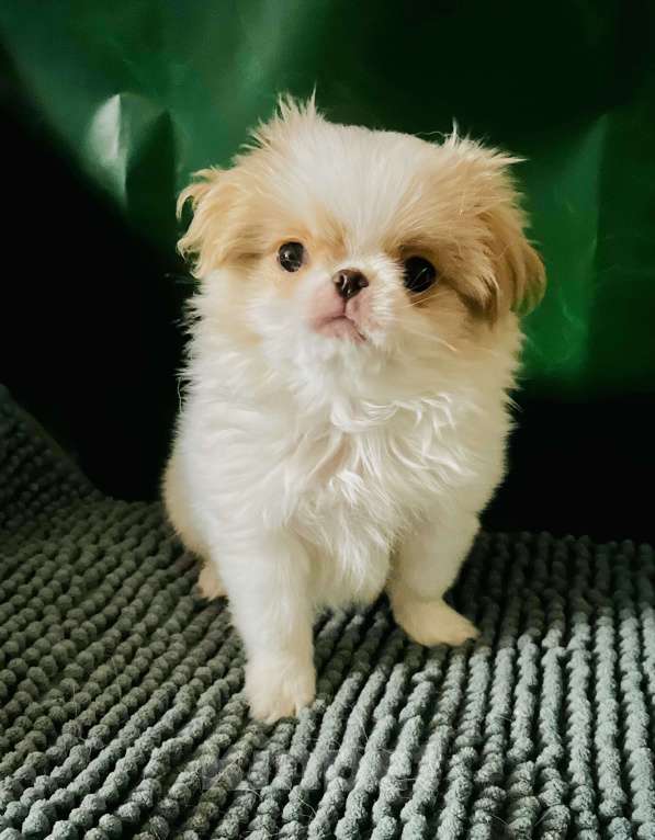 Собаки в Москве: Японский хин щенок Мальчик, Бесплатно - фото 1