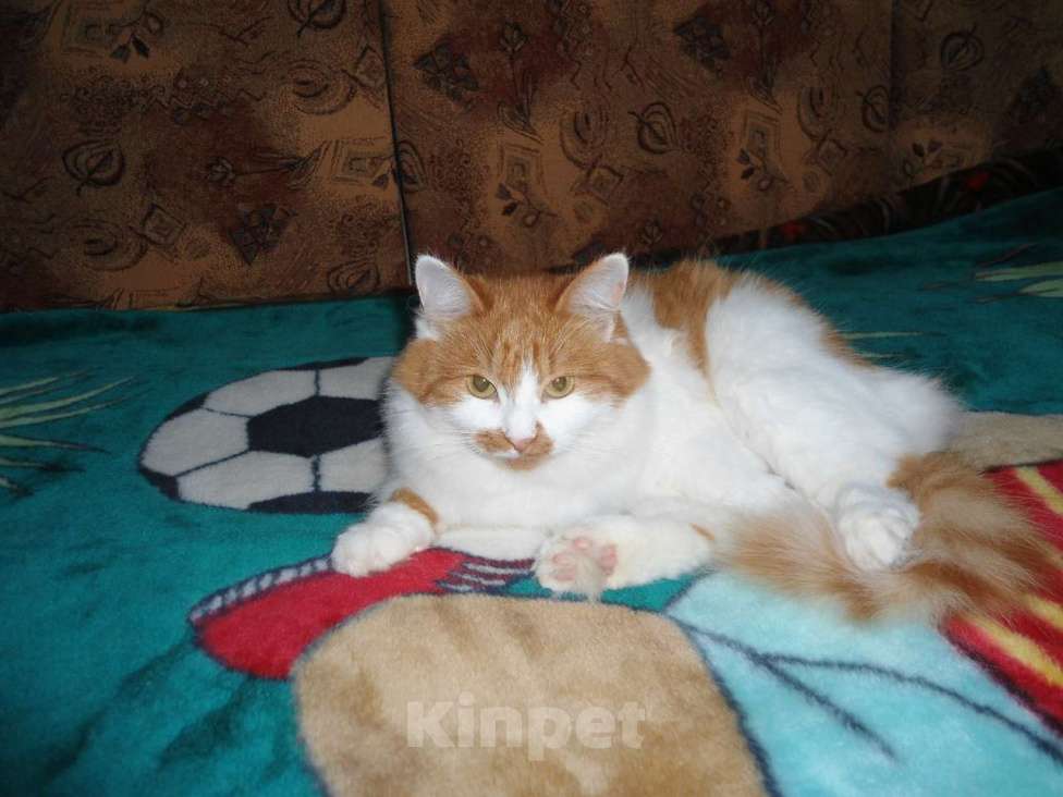 Кошки в Ногинске: Рыжая Маркиза хорошей хозяйке Девочка, Бесплатно - фото 1