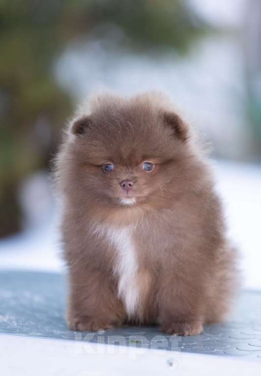 Собаки в Пушкино: щенки померанского шпица Мальчик, 50 000 руб. - фото 2