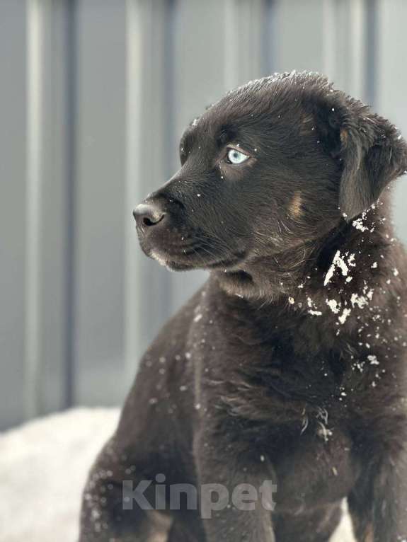 Собаки в Ногинске: Шаловливый щенок хорошему хозяину Девочка, Бесплатно - фото 2