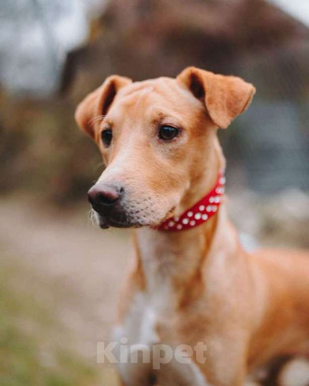 Собаки в Санкт-Петербурге: Очаровательный некрупный песик-подросток Вилли ищет семью   Мальчик, 10 руб. - фото 2
