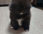 Собаки в Юрге: Померанские шпицы Мальчик, 35 000 руб. - фото 6
