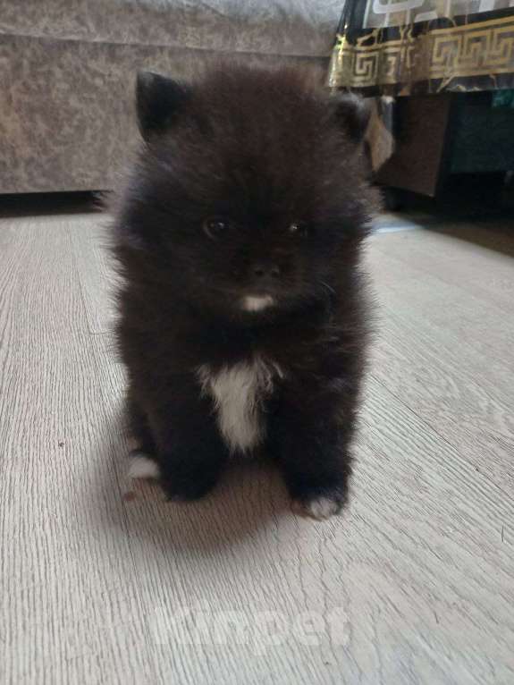Собаки в Юрге: Померанские шпицы Мальчик, 35 000 руб. - фото 6