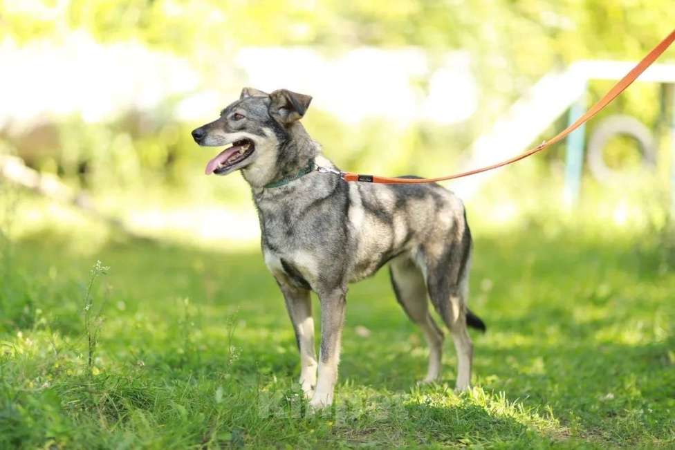Собаки в Москве: Хильда Девочка, Бесплатно - фото 8