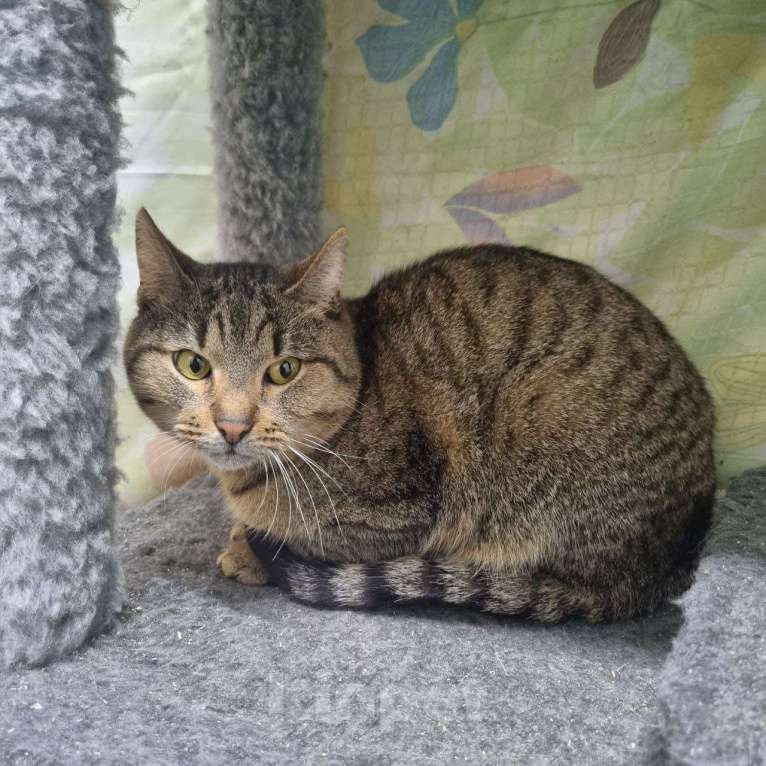 Кошки в Люберцах: Ищу добрые и ответственные руки для кота Лимона Мальчик, Бесплатно - фото 2