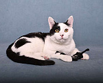 Кошки в Москве: Красивый и элегантный котенок-подросток Симба в добрые руки Мальчик, 10 руб. - фото 6
