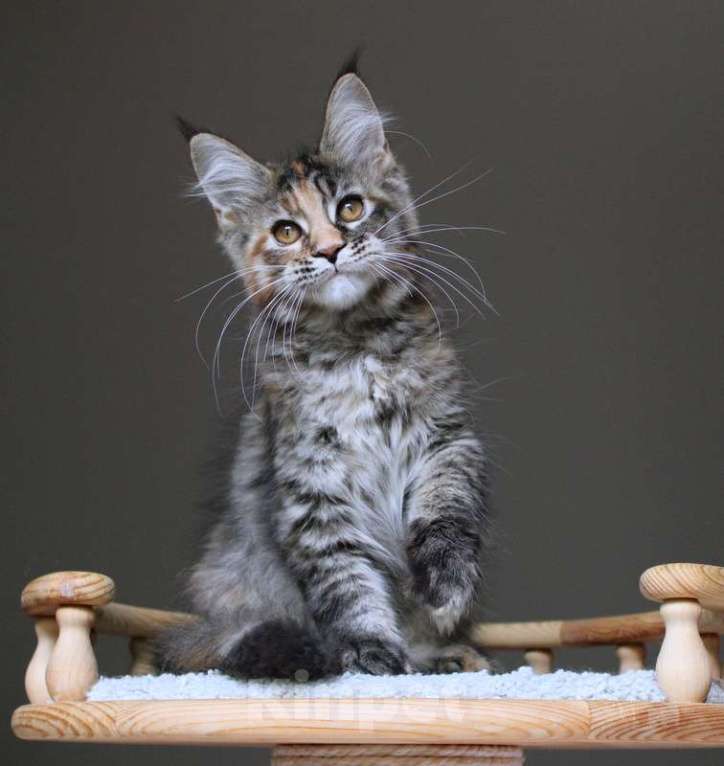 Кошки в Раменском: Zoya Девочка, 30 000 руб. - фото 5