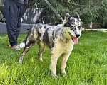 Собаки в Москве: Янис хаски ищет дом  Мальчик, Бесплатно - фото 3
