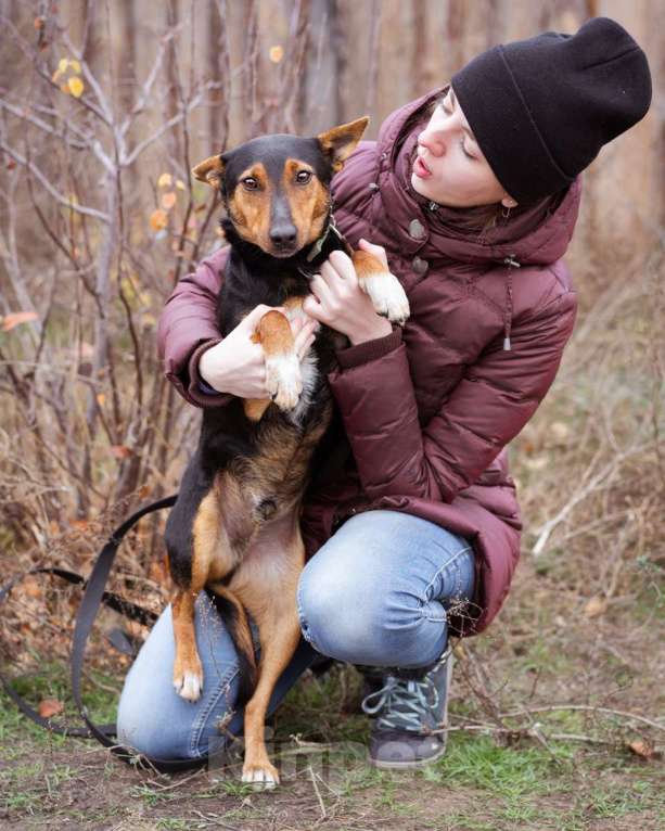 Собаки в Москве: Собака из приюта ищет дом Мальчик, Бесплатно - фото 5