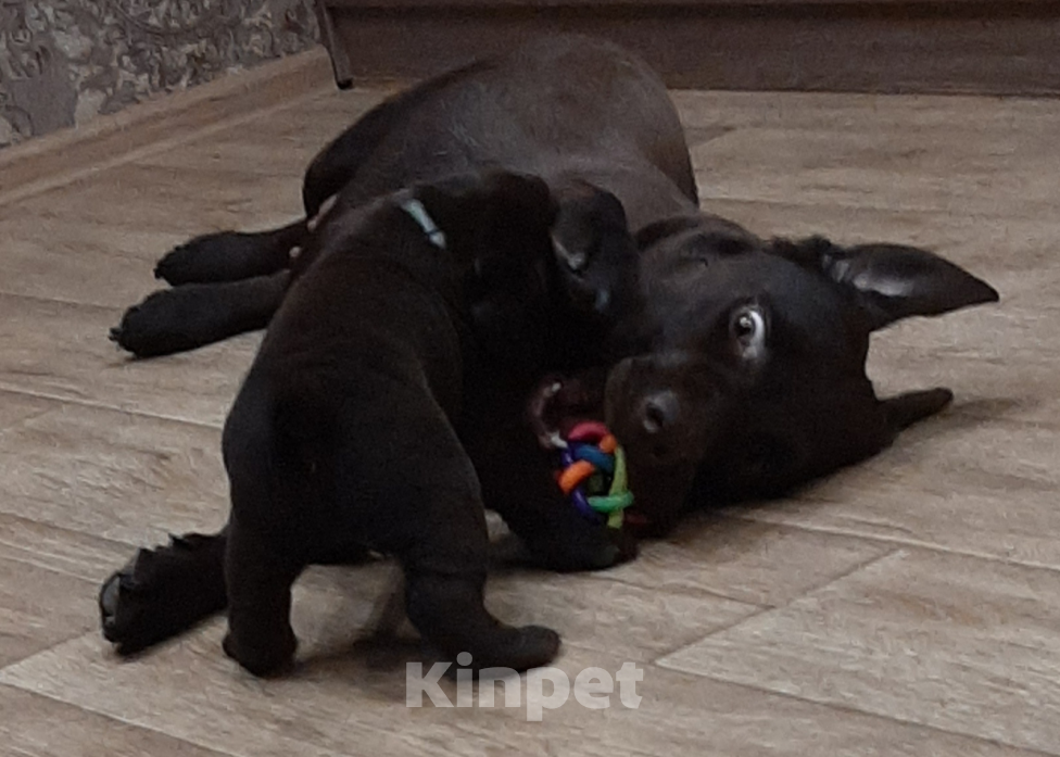 Собаки в Курске: Лабрадор-Ретривер, щенки. Девочка, 50 000 руб. - фото 3