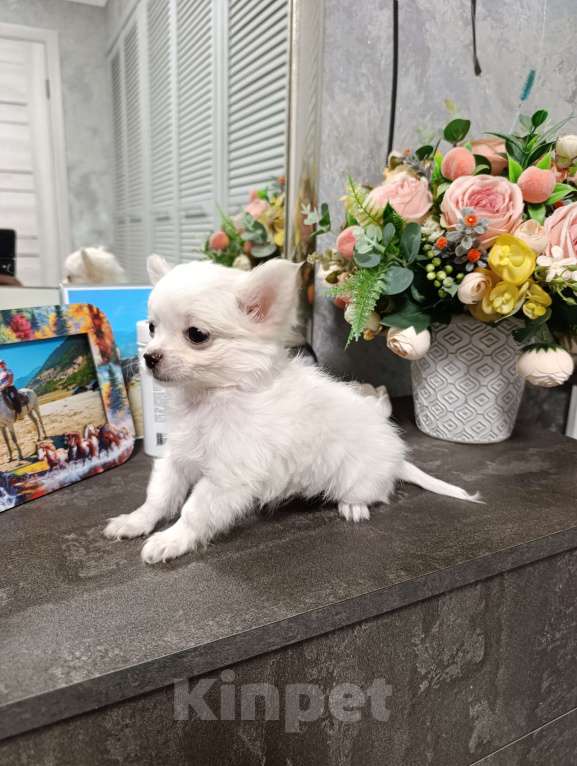 Собаки в Краснодаре: Чихуахуа длинношерстный Мальчик, 25 000 руб. - фото 9