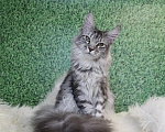 Кошки в Лодейном Поле: Кошка Мейн-Кун Руна  Девочка, 13 000 руб. - фото 3