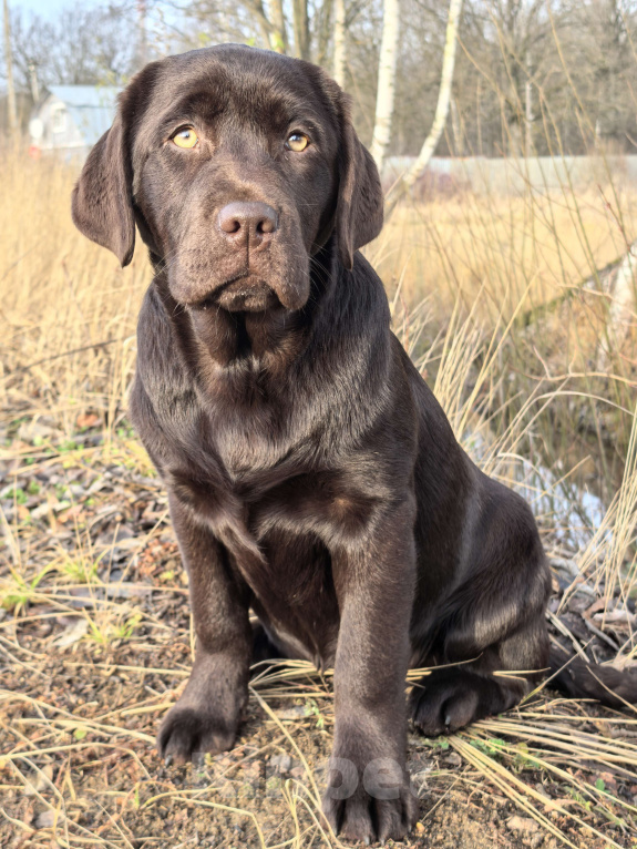 Собаки в других городах Московской области: Шоколадная озорница Девочка, 70 000 руб. - фото 1
