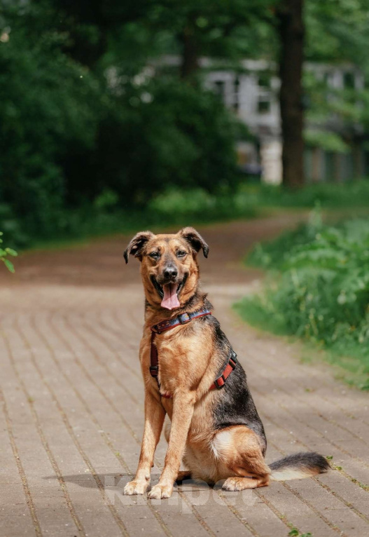 Собаки в Москве: Озорная Холли ищет дом Девочка, Бесплатно - фото 2