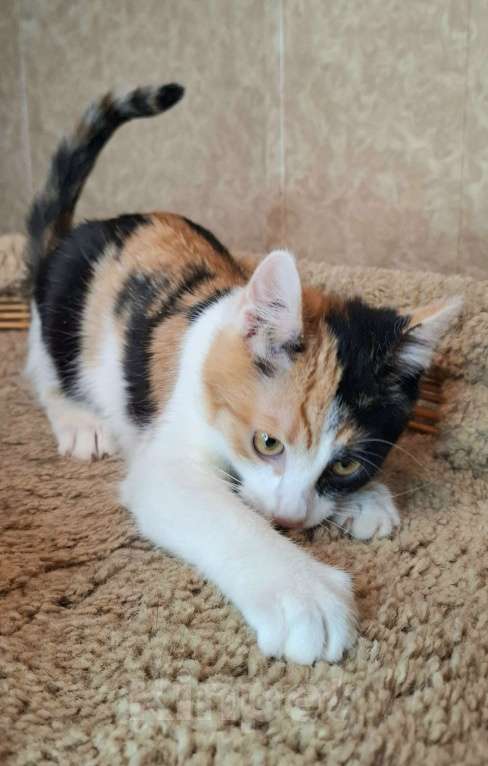 Кошки в Москве: Яркий котёнок в добрые руки  Девочка, Бесплатно - фото 9