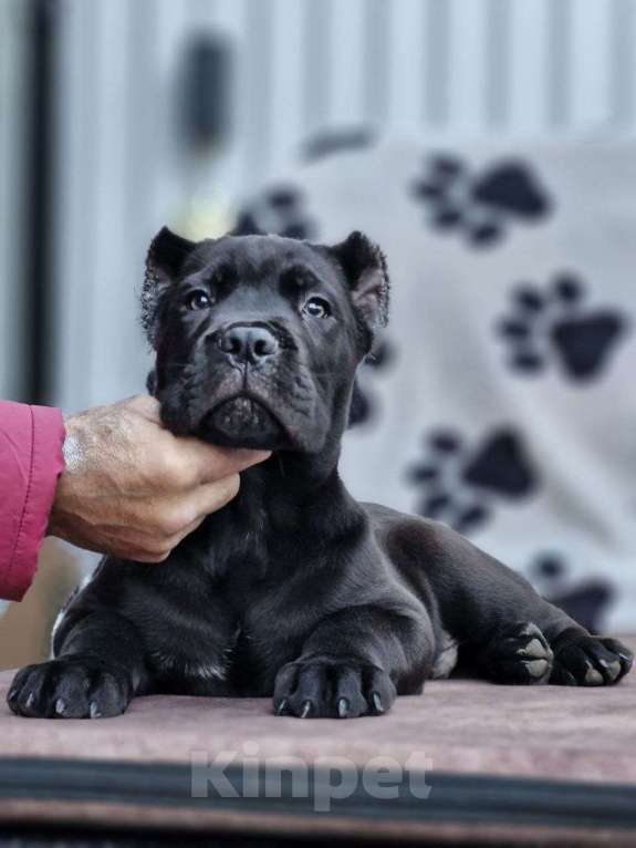 Собаки в других городах Московской области: Шикарные кобельки Кане Корсо Мальчик, Бесплатно - фото 3