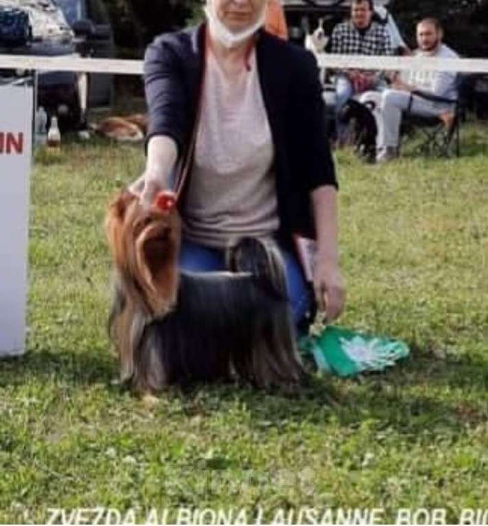 Собаки в Москве: Йорк мальчик Мальчик, Бесплатно - фото 7