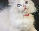 Кошки в Химках: Котёнок Регдолл, питомник Thalorix. Девочка, 110 000 руб. - фото 1