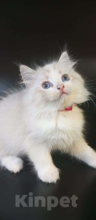 Кошки в Химках: Котёнок Регдолл, питомник Thalorix. Девочка, 110 000 руб. - фото 1