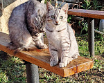 Кошки в Набережных Челнах: Египетская мау Девочка, Бесплатно - фото 2