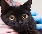 Кошки в Москве: Кошечка-глазастик ищет семью Девочка, Бесплатно - фото 2